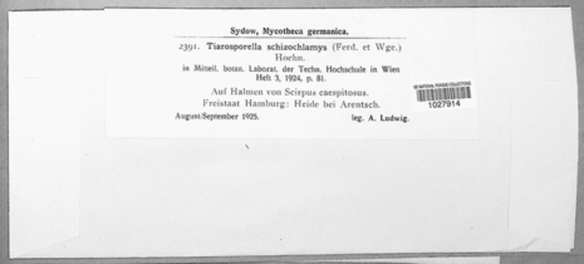Tiarosporella schizochlamys image